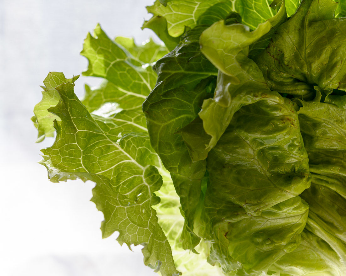 MRZ Culinary Photography - lechuga-verde-contraluz.jpg